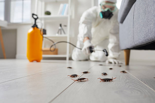 Commercial Rodent Management in Agua Fria